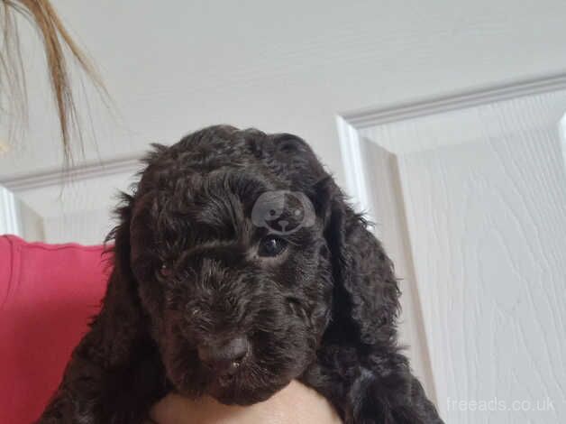 Beautiful 7 week chocolate boy for sale in Stafford, Staffordshire - Image 2