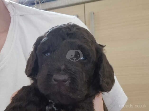 Beautiful 7 week chocolate boy for sale in Stafford, Staffordshire - Image 3