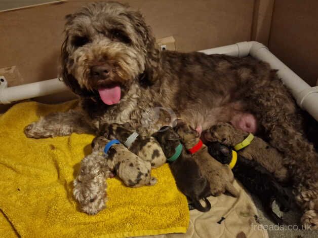 Beautiful 7 week chocolate boy for sale in Stafford, Staffordshire - Image 4