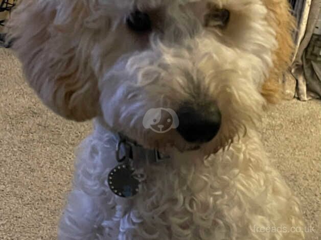 Beautiful baby boy cockapoo for sale in Kelty, Fife - Image 1