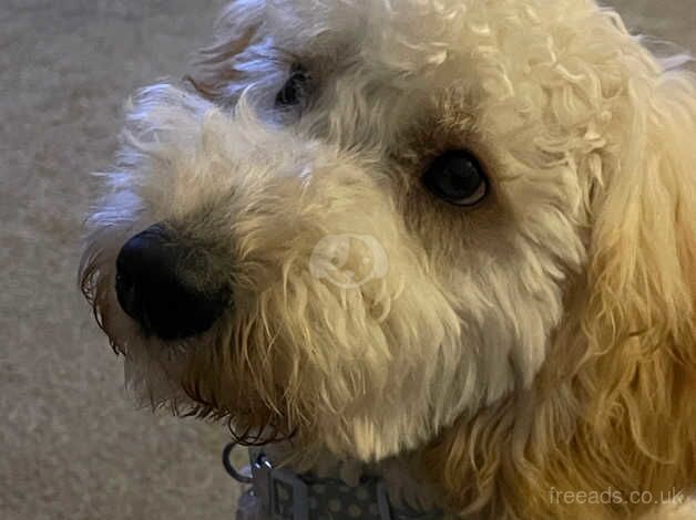 Beautiful baby boy cockapoo for sale in Kelty, Fife - Image 3