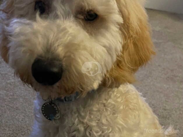 Beautiful baby boy cockapoo for sale in Kelty, Fife - Image 4