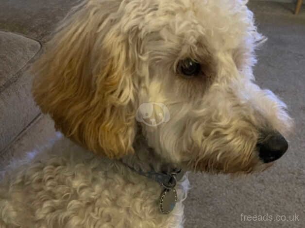 Beautiful baby boy cockapoo for sale in Kelty, Fife - Image 5