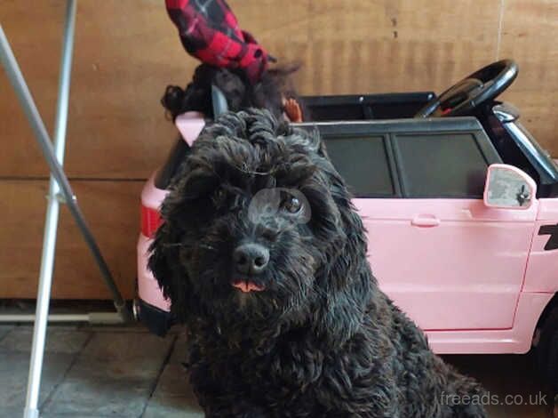 Beautiful black cockapoo girl for sale in Leicester, Leicestershire