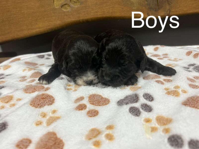 Beautiful black Cockapoo girls and boys for sale in Upwell, Norfolk