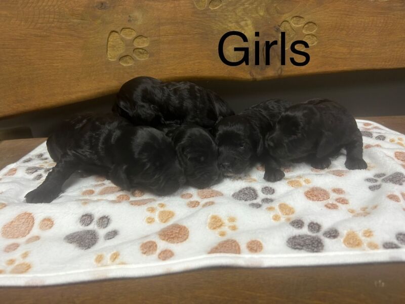 Beautiful black Cockapoo girls and boys for sale in Upwell, Norfolk - Image 2