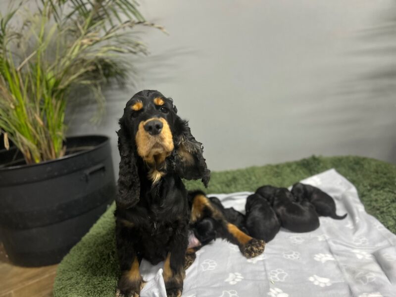 Beautiful black Cockapoo girls and boys for sale in Upwell, Norfolk - Image 3