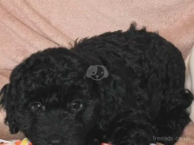 Beautiful Black Cockapoo puppy for sale in Bolton, Greater Manchester - Image 1