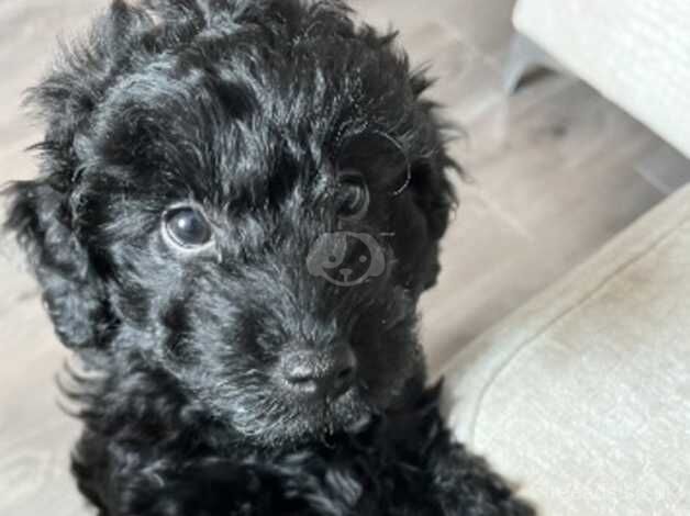 Beautiful Black Cockapoo puppy for sale in Bolton, Greater Manchester - Image 2