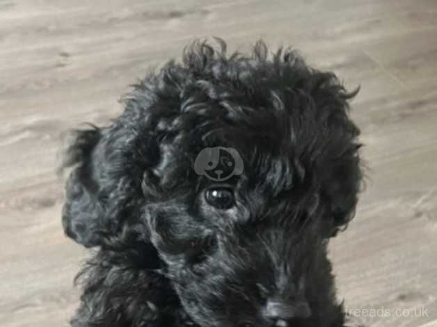 Cockapoo Puppies for sale in Greater Manchester