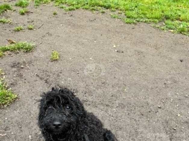 Beautiful Black Cockapoo puppy for sale in Bolton, Greater Manchester - Image 4