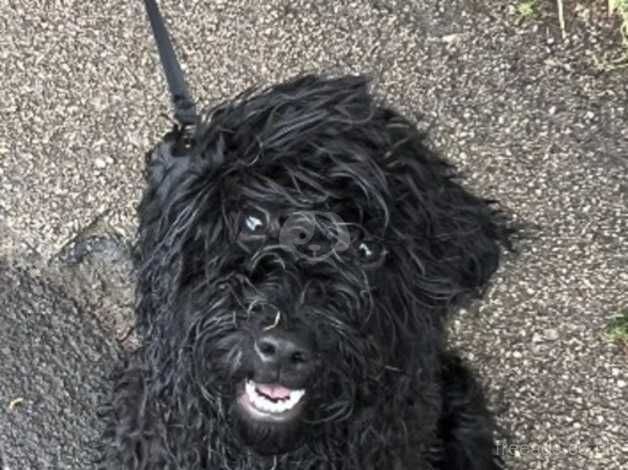 Beautiful Black Cockapoo puppy for sale in Bolton, Greater Manchester - Image 5