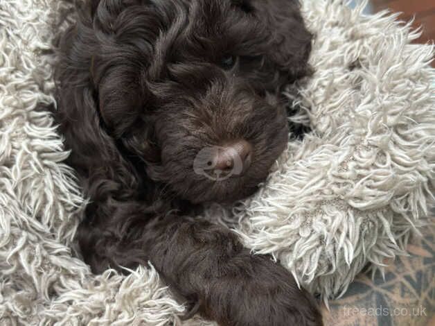 Beautiful Chocolate Toy Cockapoo Puppy *LAST BOY LEFT* for sale in Nuneaton, Warwickshire