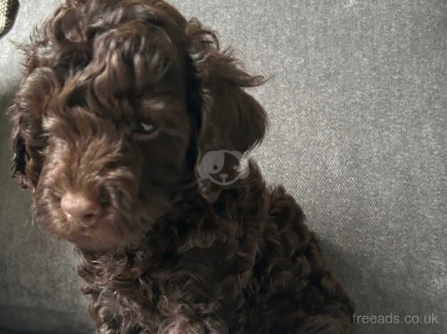 Beautiful Chocolate Toy Cockapoo Puppy *LAST BOY LEFT* for sale in Nuneaton, Warwickshire - Image 2