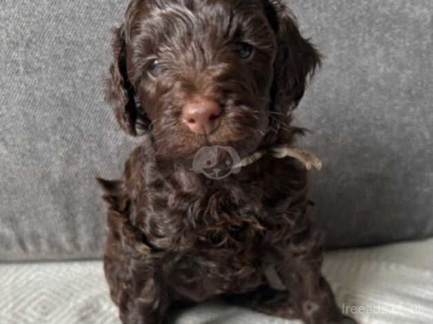 Beautiful Chocolate Toy Cockapoo Puppy *LAST BOY LEFT* for sale in Nuneaton, Warwickshire - Image 3