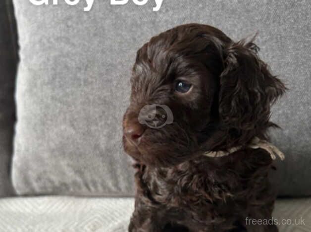 Beautiful Chocolate Toy Cockapoo Puppy *LAST BOY LEFT* for sale in Nuneaton, Warwickshire - Image 4