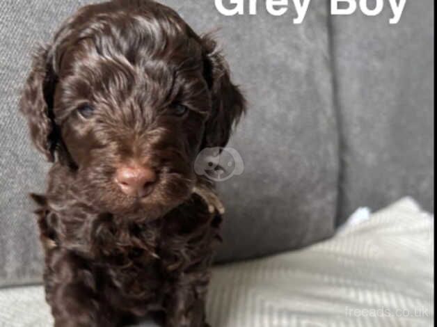 Beautiful Chocolate Toy Cockapoo Puppy *LAST BOY LEFT* for sale in Nuneaton, Warwickshire - Image 5