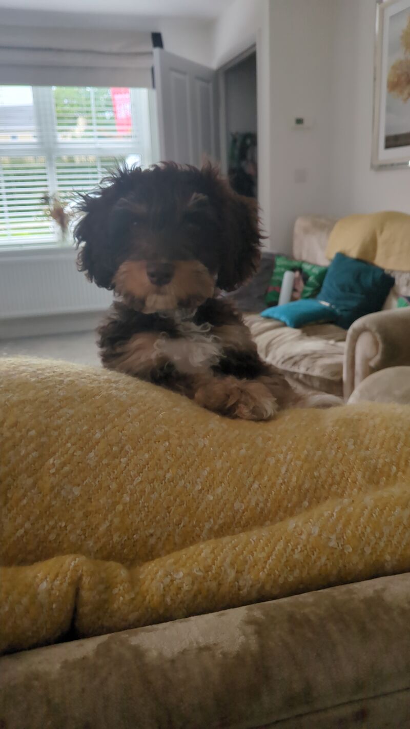 Beautiful Cockapoo for sale in Uttoxeter, Staffordshire