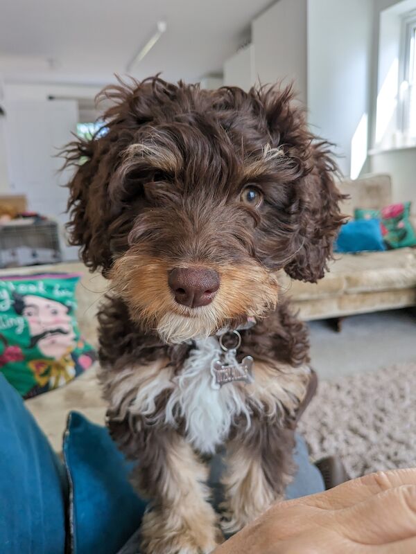 Beautiful Cockapoo for sale in Uttoxeter, Staffordshire - Image 2