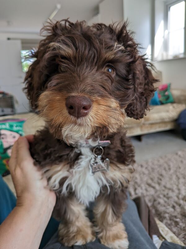 Cockapoo Puppies for sale in Staffordshire