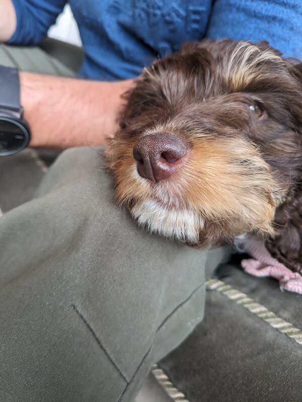 Cockapoo Puppies for sale