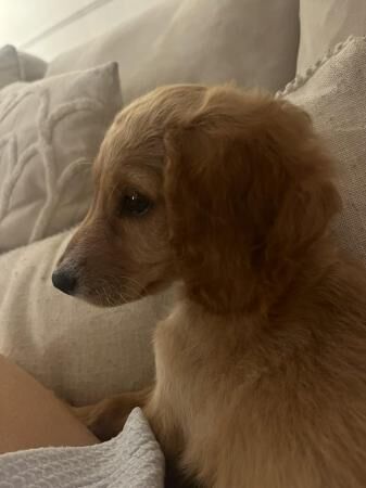 Beautiful Cockapoo 10weeks old . Female for sale in Winsford, Cheshire
