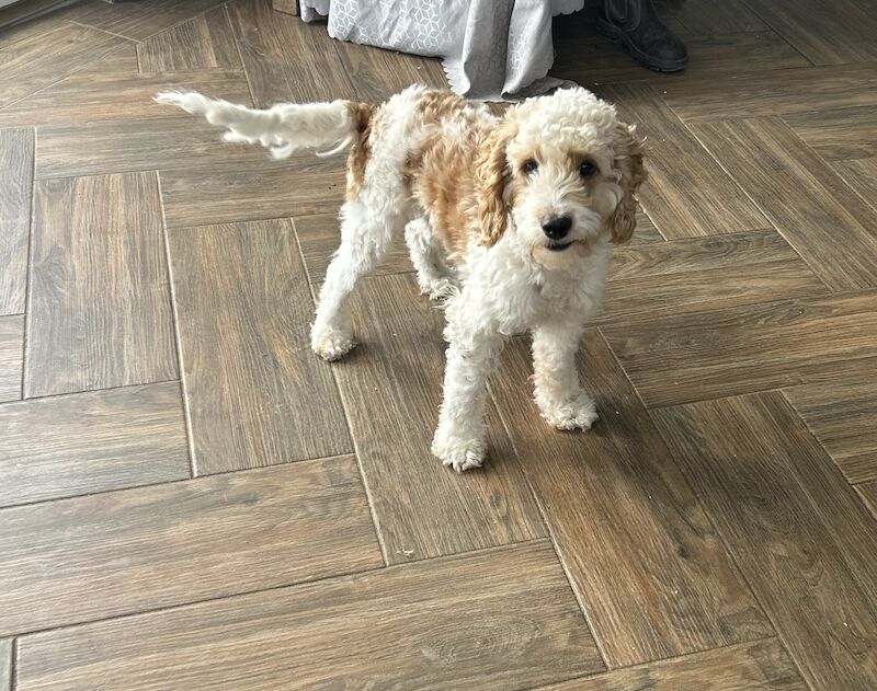 Beautiful Cockapoo boy for sale in Upwell, Norfolk - Image 1