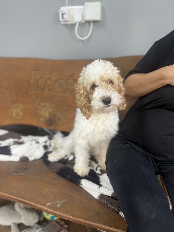 Beautiful Cockapoo boy for sale in Upwell, Norfolk - Image 2