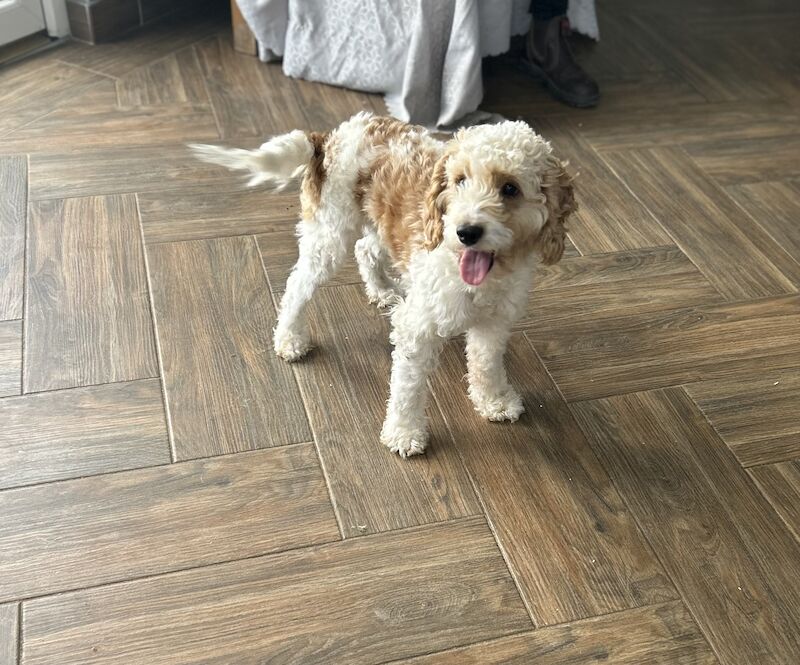 Beautiful Cockapoo boy for sale in Upwell, Norfolk - Image 3