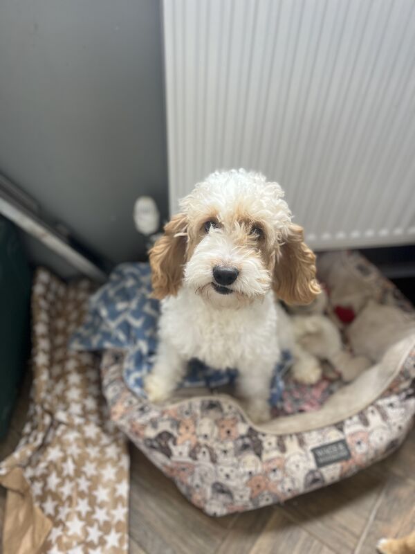 Beautiful Cockapoo boy for sale in Upwell, Norfolk - Image 4