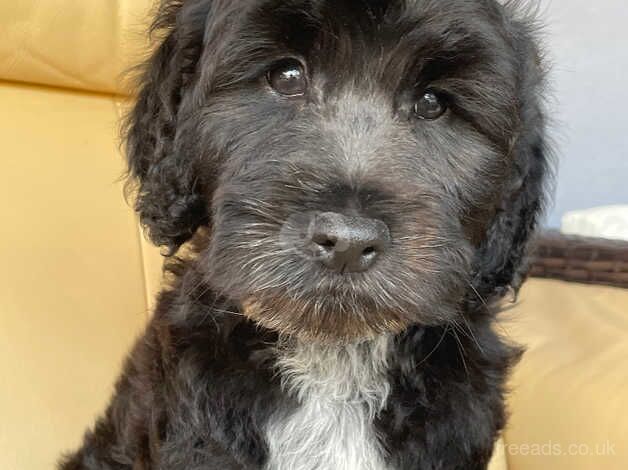 Beautiful Cockapoo boy for sale in Hillingdon, Hillingdon, Greater London - Image 1