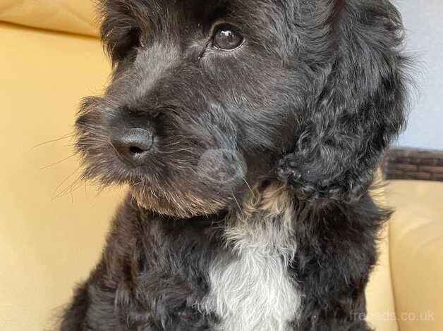 Beautiful Cockapoo boy for sale in Hillingdon, Hillingdon, Greater London - Image 2