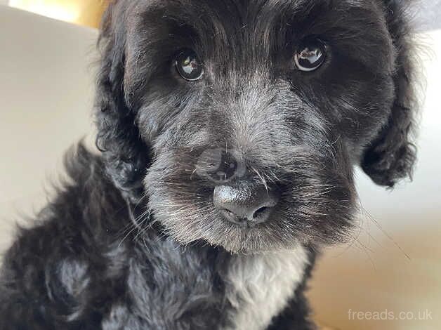 Beautiful Cockapoo boy for sale in Hillingdon, Hillingdon, Greater London - Image 3