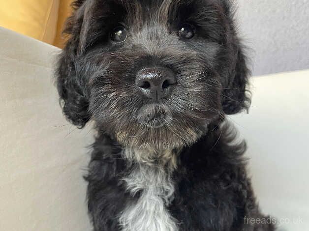 Beautiful Cockapoo boy for sale in Hillingdon, Hillingdon, Greater London - Image 4