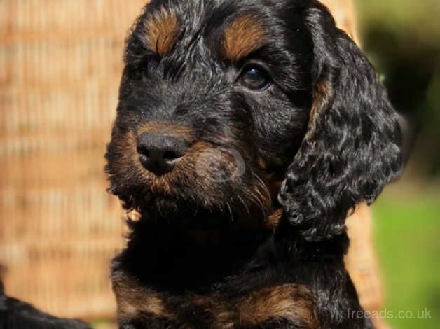 Beautiful Cockapoo Boy Puppies for sale in Swansea