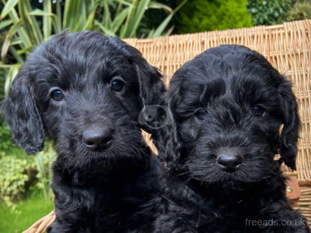 Beautiful Cockapoo Boy Puppies for sale in Swansea - Image 2