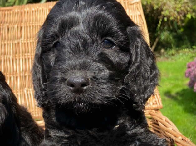 Beautiful Cockapoo Boy Puppies for sale in Swansea - Image 3