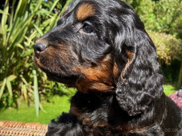 Beautiful Cockapoo Boy Puppies for sale in Swansea - Image 4