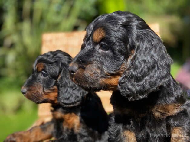 Beautiful Cockapoo Boy Puppies for sale in Swansea - Image 5