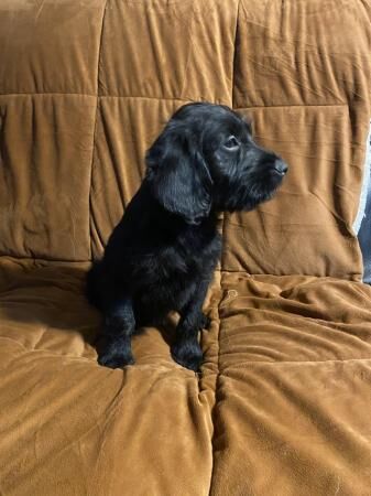 Beautiful Cockapoo cross Labrador puppies for sale in West Malling, Kent