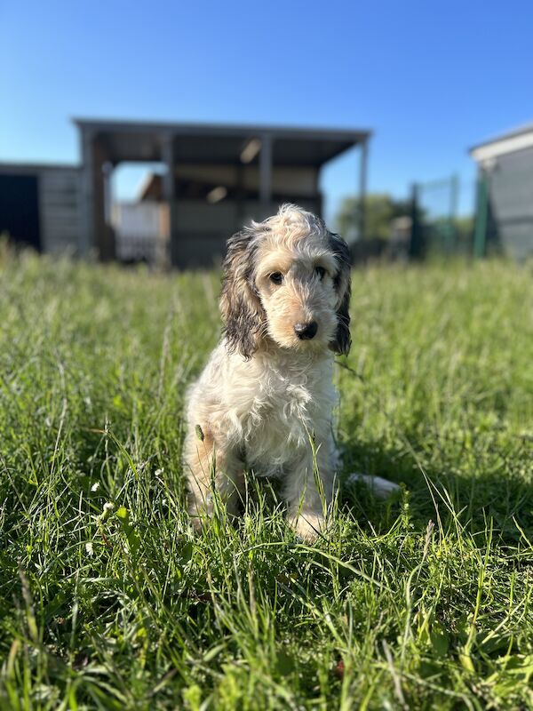 Beautiful Cockapoo girl for sale in Upwell, Norfolk