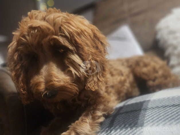 Beautiful cockapoo for sale in Bargod or Bargoed, Caerphilly - Image 3