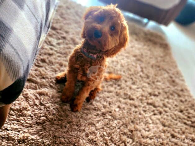 Beautiful cockapoo for sale in Bargod or Bargoed, Caerphilly - Image 4