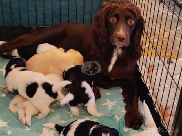 Beautiful cockapoo for sale in Caerphilly