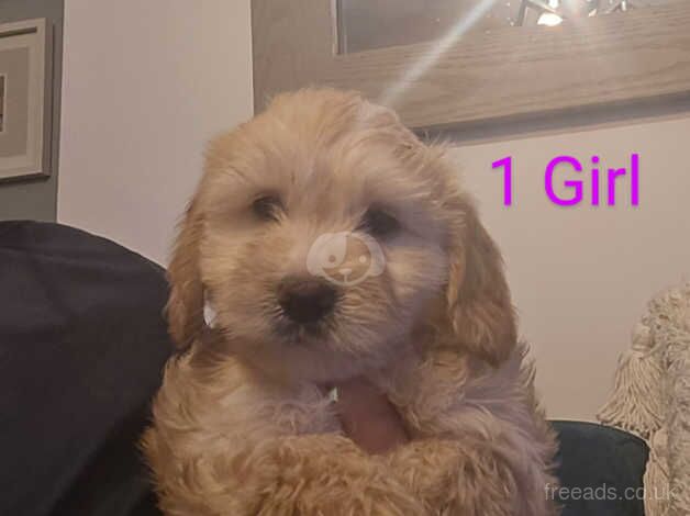 Beautiful cockapoo for sale in Caerphilly - Image 2