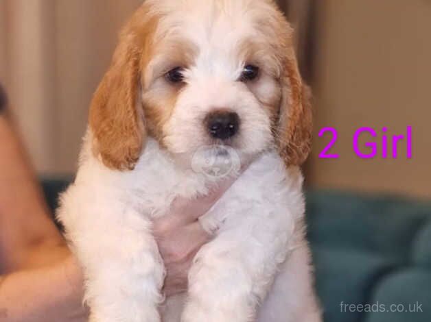 Beautiful cockapoo for sale in Caerphilly - Image 3