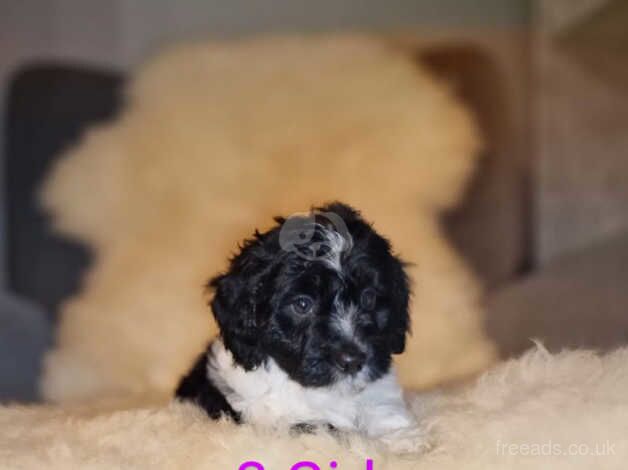 Beautiful cockapoo for sale in Caerphilly - Image 4