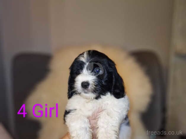 Beautiful cockapoo for sale in Caerphilly - Image 5