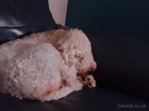 Beautiful cockapoo for sale in Chatteris, Cambridgeshire