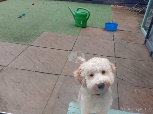 Beautiful cockapoo for sale in Chatteris, Cambridgeshire - Image 2